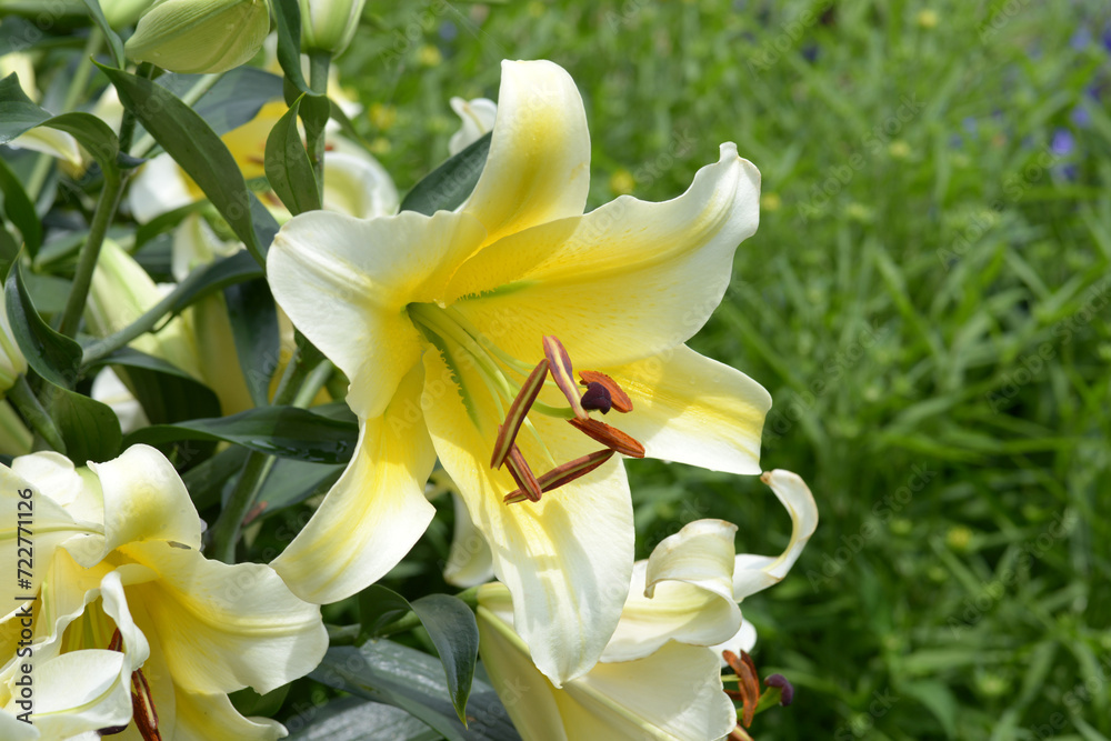 Obraz premium リリウム・コンカドール ユリの花