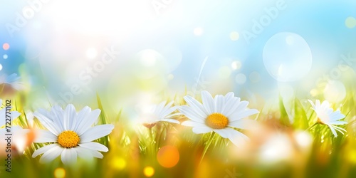 Daisies Blooming Under the Bright Sunlight