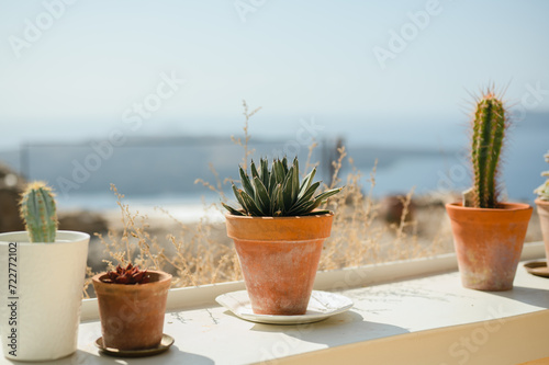 Cacti plants in terra cotta pots on a sunny summer day in Santorini