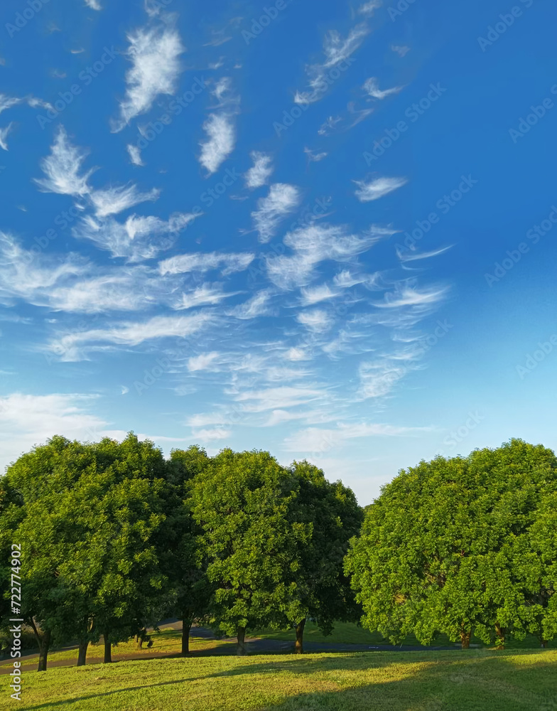 Three green trees with a round crown against a background of a blue sky with white clouds.
