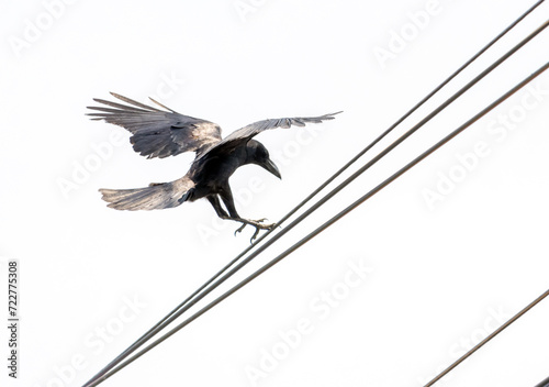 A flying crow lands on power lines photo