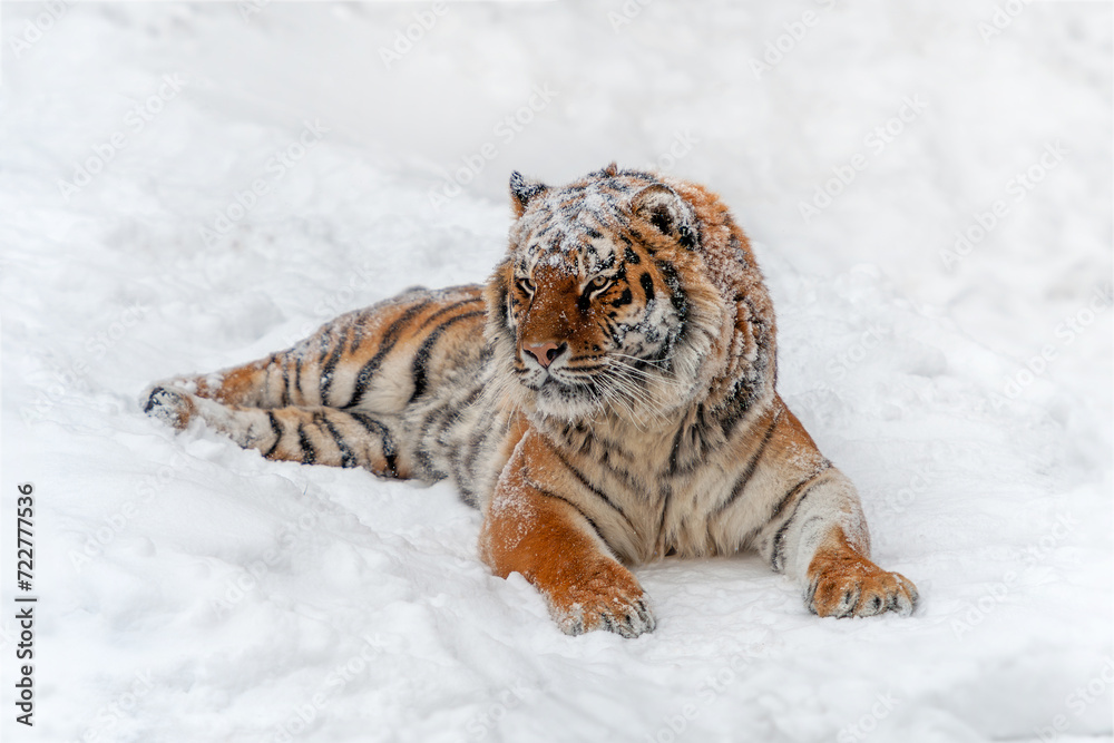 Obraz premium Closeup Adult Tiger in cold time. Tiger snow in wild winter nature