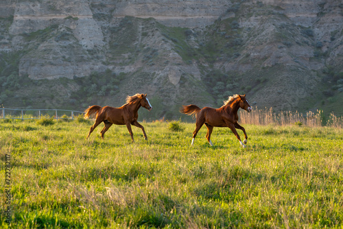 Horses on the meadow. Herd of horses  horses running in open fields. Arabian horses. Horses running excitedly in a magnificent landscape.