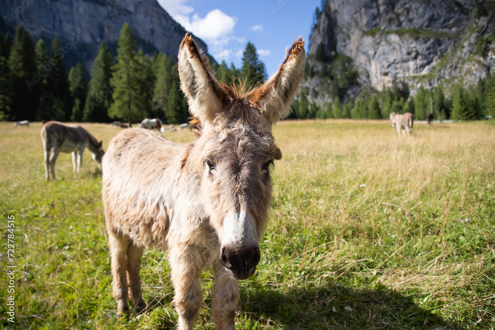 A donkey in the wonderful landscape of the Dolomites mountains, South Tyrol, Italy A donkey in the wonderful landscape of the Dolomites mountains, South Tyrol, Italy