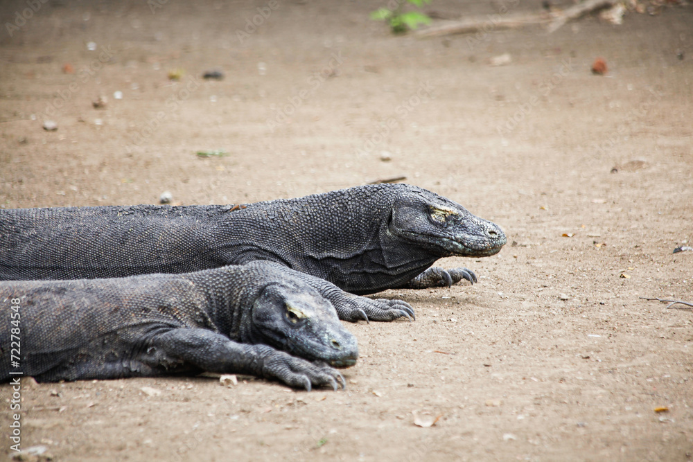 Komodo | Dragons Komodo | Dragons