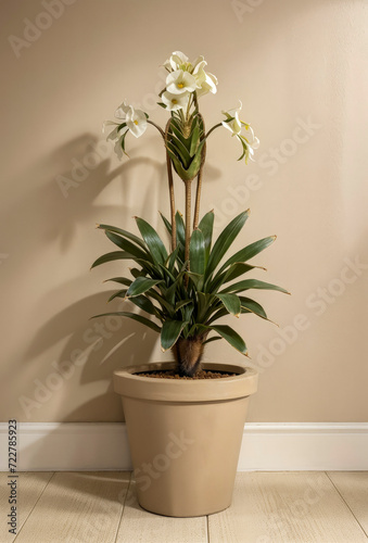 Ornamental green blooming houseplant with wide leaves stands on floor in beige ceramic pot  on background of beige wall with space for text. Side natural lighting. Copy space.