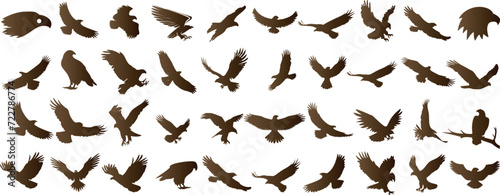 Eagle silhouettes, flying, wildlife, skyward, wingspan, predator, soar photo