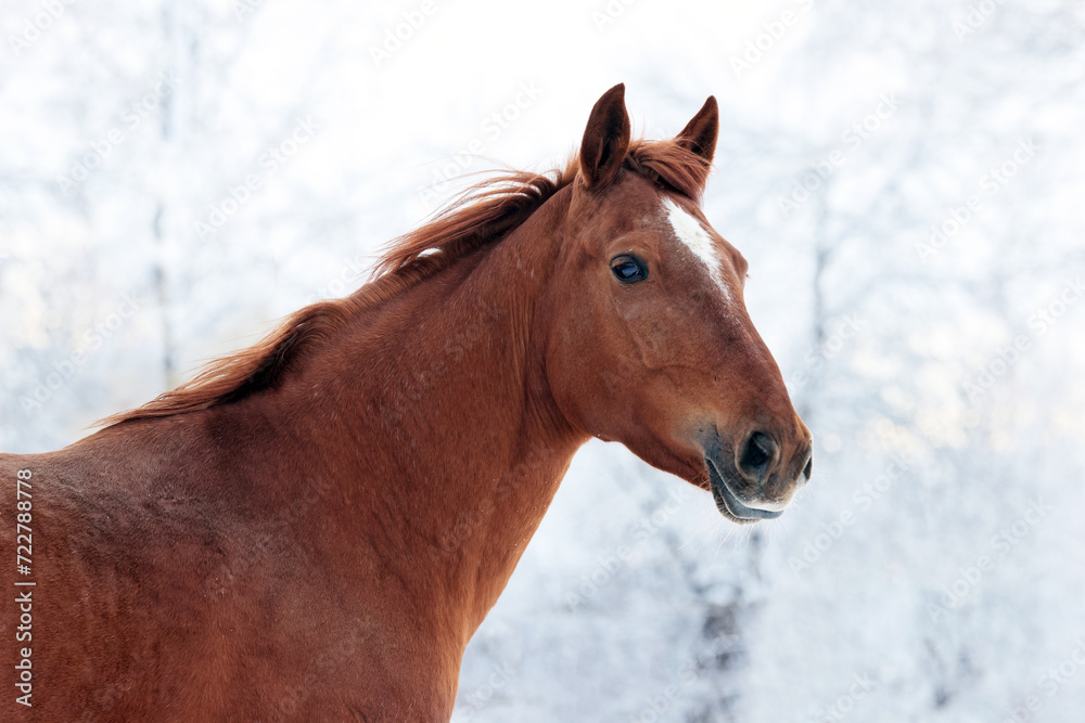 Dressage thoroughbred horse in motion on snow ranch
