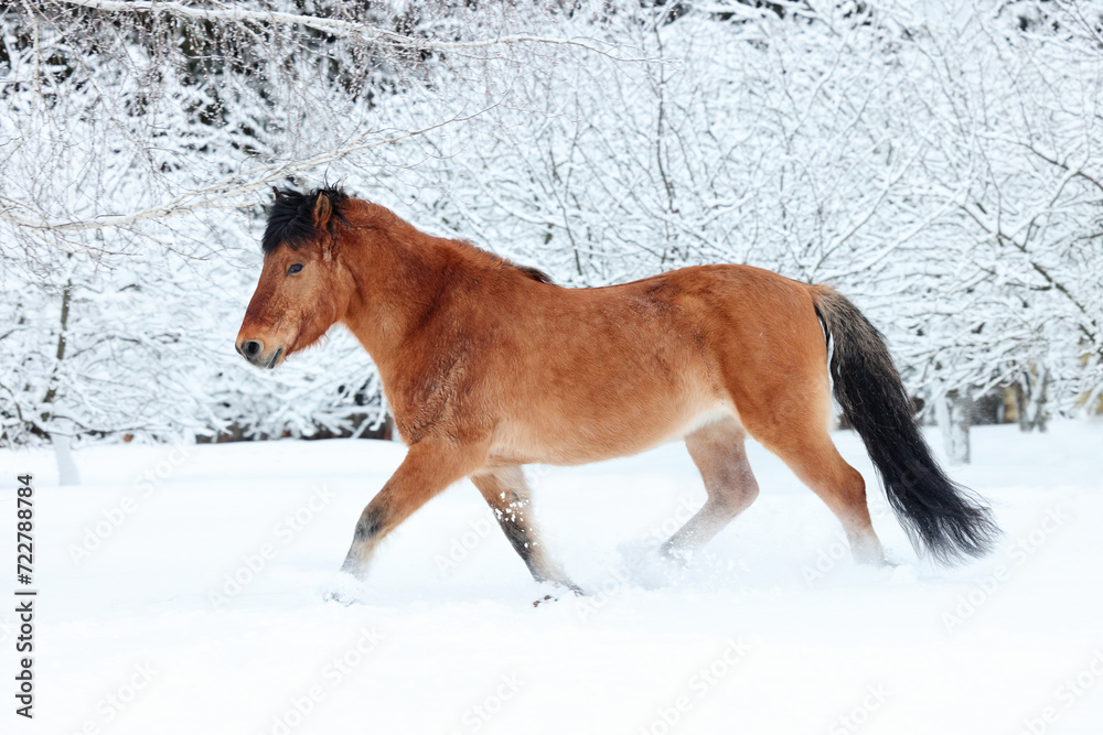 Heavy draft horse stallion runs trot in winter evening ranch