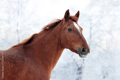 Obraz na płótnie Dressage thoroughbred horse in motion on snow ranch w salonie