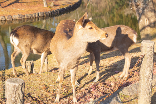 Fototapeta Naklejka Na Ścianę i Meble -  Lovely deer in Nara Park in Winter, Japan