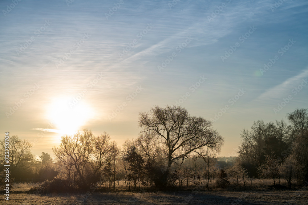 sunrise over a group of trees in winter