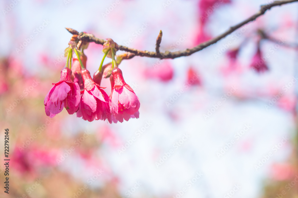 Beautiful and cute pink Sakura cherry blossom against blue sky ...