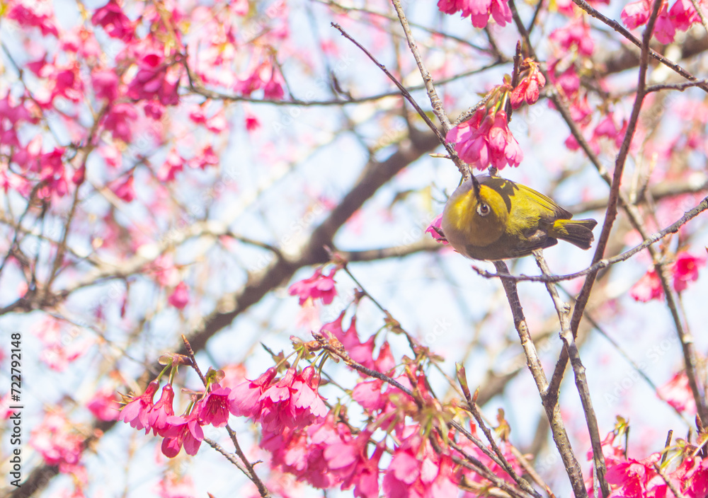 Cute zosterops japonica or Japanese White-eye and pink cherry blossom (Sakura) against blue sky. Tai Po, Hong Kong Cute zosterops japonica or Japanese White-eye and pink cherry blossom (Sakura) against blue sky. Tai Po, Hong Kong
