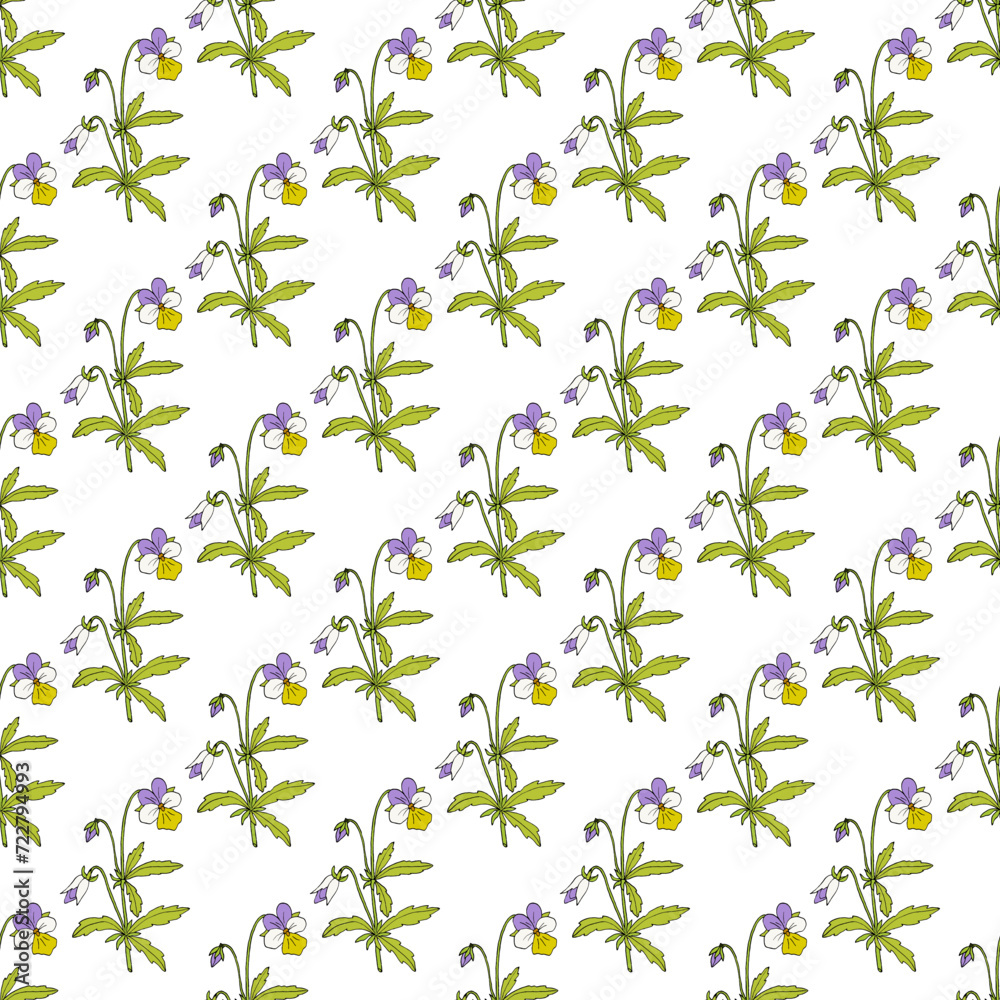 Seamless pattern with Field pansy (Viola arvensis), medicinal plant