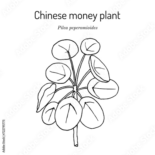 Chinese money plant (Pilea peperomioides), medicinal plant