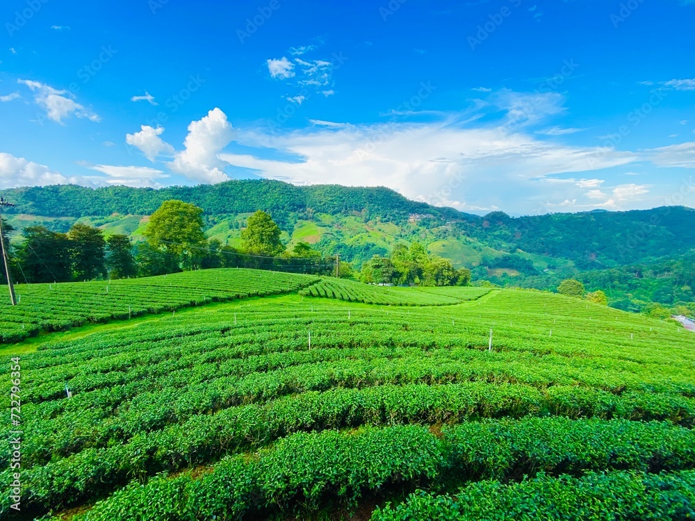 Vivid Rural Landscape with Green Plantations, Rolling Hills, and Clear Blue Sky in Summer