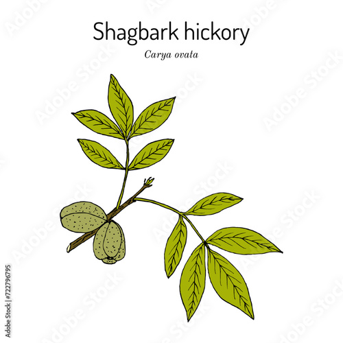 Shagbark hickory (Carya ovata), edible and medicinal plant