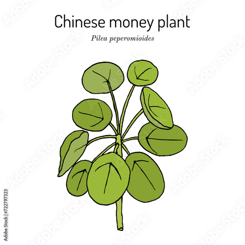 Chinese money plant (Pilea peperomioides), medicinal plant
