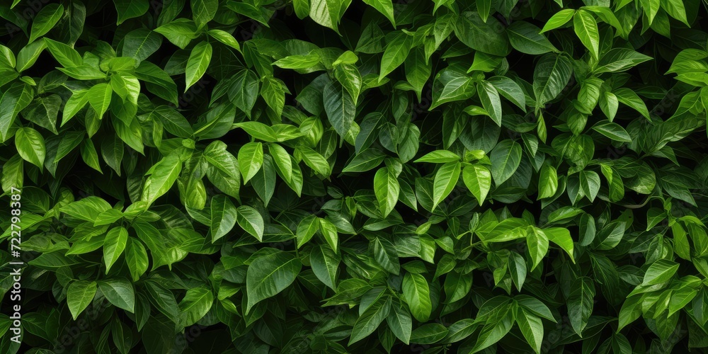 Green Lush Foliage Create Beautiful Texture Background, Natural Forest Greenery Pattern Green Lush Foliage Create Beautiful Texture Background, Natural Forest Greenery Pattern
