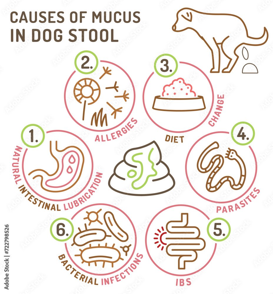 What may cause mucus in dog stool. Useful medical infographic with line icons.
