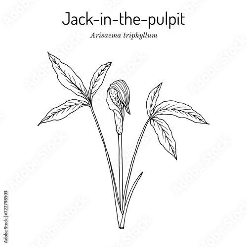Jack-in-the-pulpit, or bog onion (Arisaema triphyllum), edible and medicinal plant
