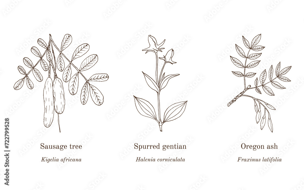 Collection of edible and medicinal plants