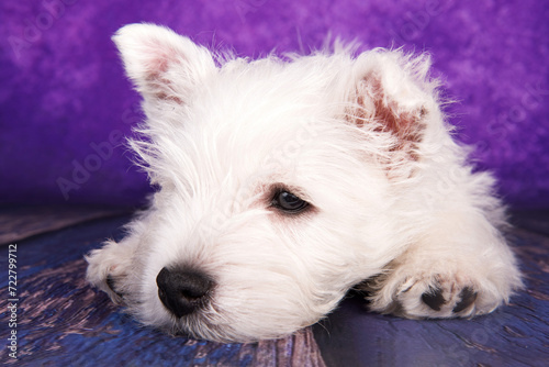 West Highland White Terrier puppy on a purple background in studio
