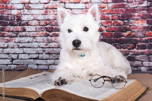 West Highland White Terrier dog puppy with book on brick wall background