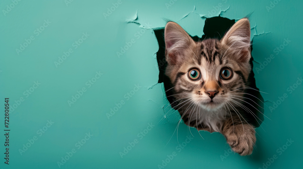 A cute cat is peeking out of a hole in a blue paper. Copy space.