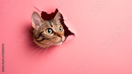 The cat looks out of a hole in the pink paper background . Copy space. photo