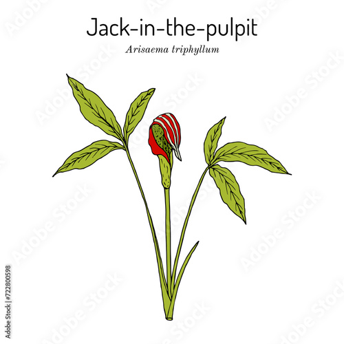 Jack-in-the-pulpit, or bog onion (Arisaema triphyllum), edible and medicinal plant
