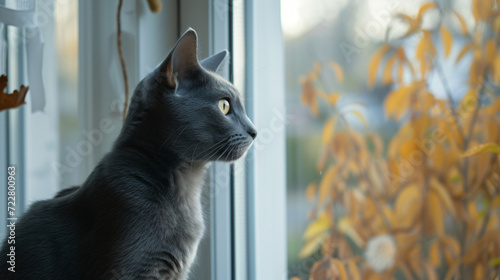 Russian blue cat looking out the window