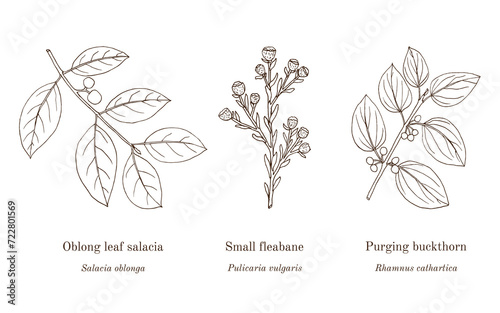Collection of edible and medicinal plants