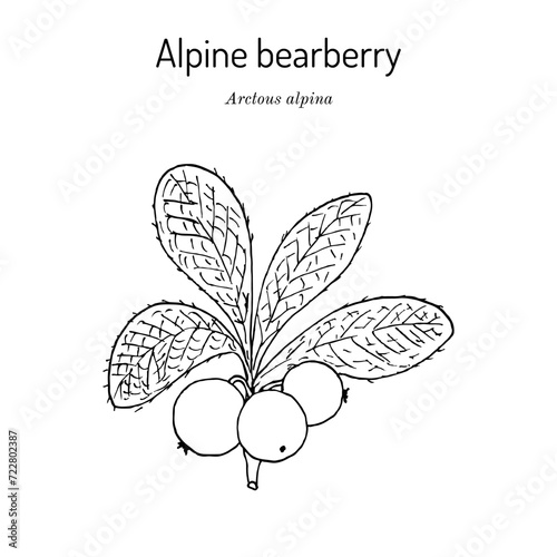 Alpine bearberry (Arctous alpina), edible and medicinal plant photo