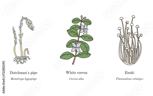 Collection of edible and medicinal plants