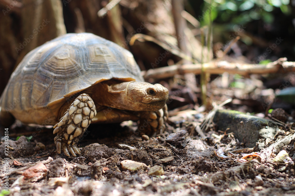 African Sulcata Tortoise Natural Habitat,Close up African spurred tortoise resting in the garden, Slow life ,Africa spurred tortoise sunbathe on ground with his protective shell ,Beautiful Tortoise African Sulcata Tortoise Natural Habitat,Close up African spurred tortoise resting in the garden, Slow life ,Africa spurred tortoise sunbathe on ground with his protective shell ,Beautiful Tortoise