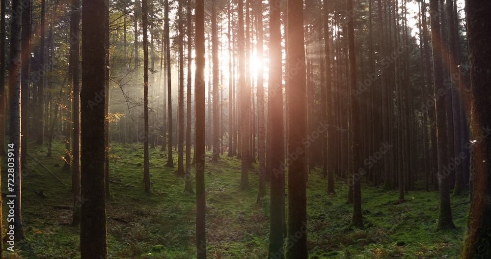 Sun beams in magic sunny forest landscape. Sun beams in magic sunny forest landscape.