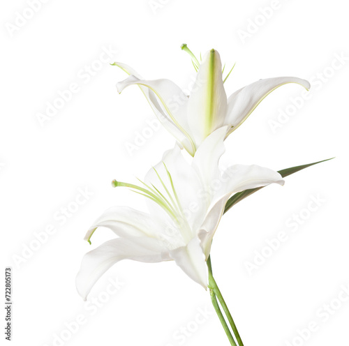 Two white Lily flowers isolated on a white background.