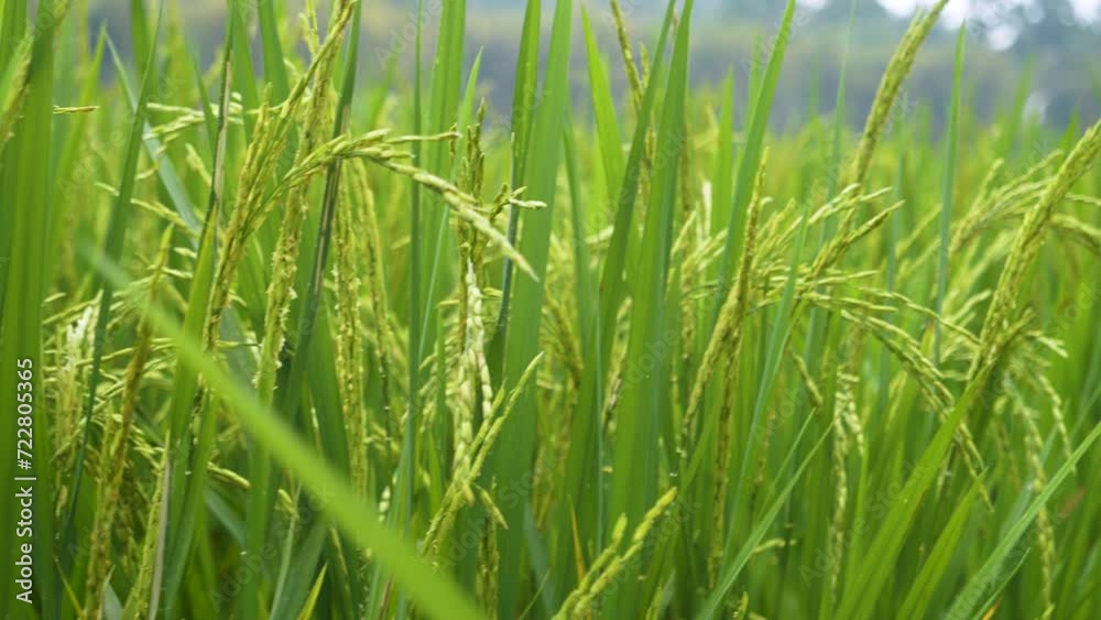 Rice Field Green agriculture ecosystem Asian rice paddy field Vietnam green farm. Harvest agriculture planting cultivation golden green rice terraces in organic farm with tropical natural sunrise. Rice Field Green agriculture ecosystem Asian rice paddy field Vietnam green farm. Harvest agriculture planting cultivation golden green rice terraces in organic farm with tropical natural sunrise.
