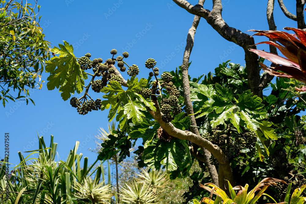 Flower buds and leaves of a snowflake aralia tree (trevesia sundaica), native to Indonesia, against a blue sky Flower buds and leaves of a snowflake aralia tree (trevesia sundaica), native to Indonesia, against a blue sky