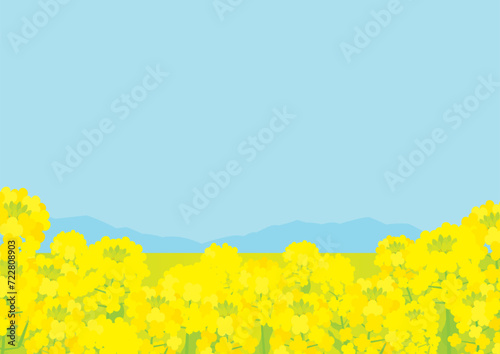 菜の花畑の春っぽい背景イラスト