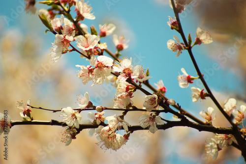 blossoming apricot branches