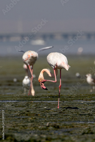 Group of flamingos in shallow waters in a coastal area © Wirestock