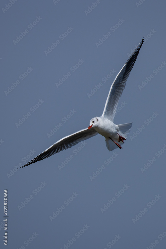 Fototapeta premium Seagull soaring in the clear blue sky