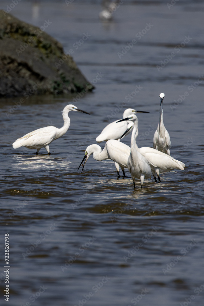 Group of little egrets standing in the shallow waters