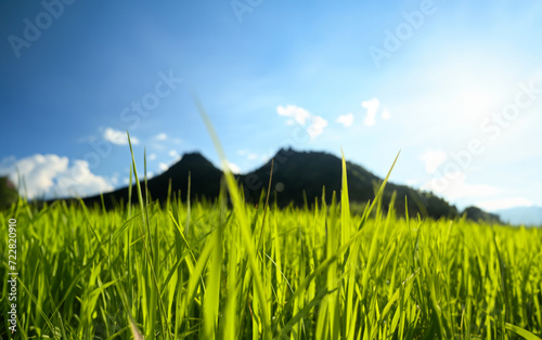 Blue Sky Over Green Meadow with Clouds, Nature Landscape in Summer Agriculture