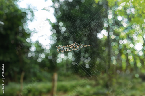 Morning Dew on a Spider's Web with the Arachnid at the Center in a Garden Setting