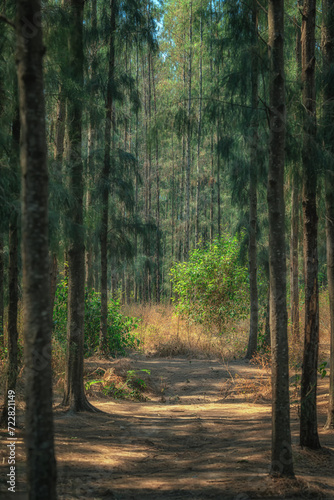 Fototapeta Naklejka Na Ścianę i Meble -  Beautiful natural pine forest background.