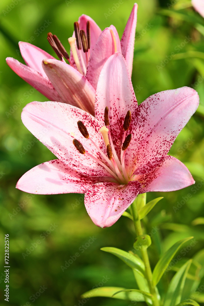 Summer flowering of a perennial bulbous lily in a country backyard. Summer flowering of a perennial bulbous lily in a country backyard.